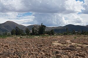 Archivo:Campos de cultivo de Villa Rivero