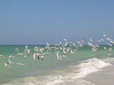 Archivo:Captiva terns2