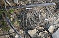 Coryphantha ramillosa santarosa 1