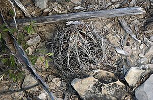 Coryphantha ramillosa santarosa 1.jpg