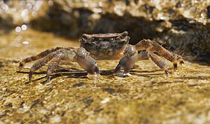 Archivo:Crab (Pachygrapsus marmoratus) on Istrian coast (Adriatic sea)