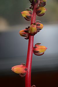 Archivo:Crassulaceae Echeveria pinetorum (2)