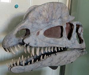Archivo:Dilophosaurus skull AMNH
