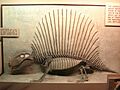 Dimetrodon incisivus Exhibit Museum of Natural History