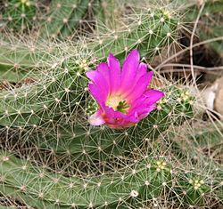 Echinocereus cinerascens.jpg