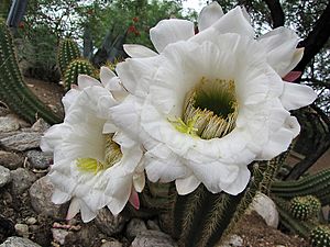 Archivo:Echinopis candicans