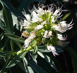 Archivo:Echium-brevirame5 la palma 21-01-12