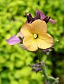 Erysimum2009
