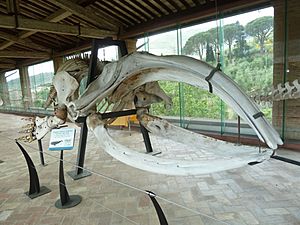 Archivo:EubalaenaGlacialisPisa