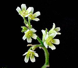Euphorbia oaxacana ies.jpg