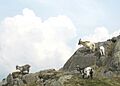 Feral Goats on Tryfan - geograph.org.uk - 238001