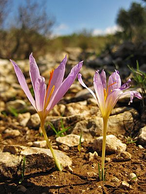 Archivo:Flors alpines al cim de la muntanya de Parcent
