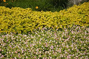 Archivo:Flowers and butterfly