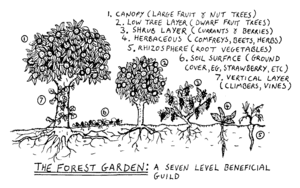 Archivo:Forest garden 7 layers