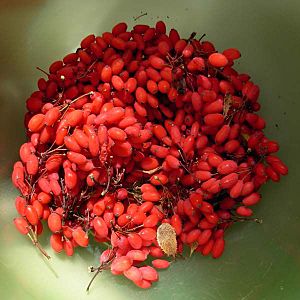 Archivo:Frutti raccolti di Berberis vulgaris