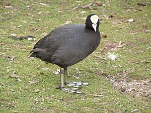Archivo:Fulica atra
