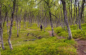 Archivo:In the forest (Tromsø, Norway)