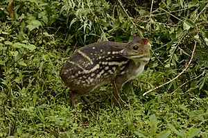 Archivo:Indian spotted chevrotain Moschiola indica Mouse deer from the Anaimalai hills DSC9927 03