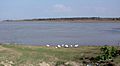 Jhelum River001