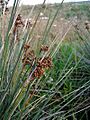 Juncus acutus3