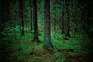 Archivo:Kuopio forest