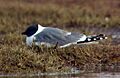Larus sabini-USFWS