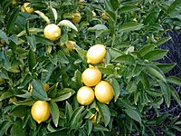 Archivo:Lemon tree Berkeley closeup2