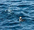 Macareux en pêche (2)