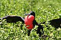 Male greater frigate bird displaying