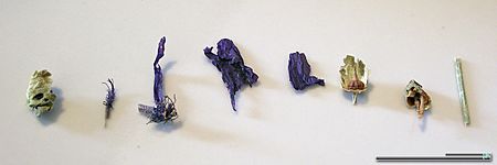 Archivo:Malvae sylvestris flos dried