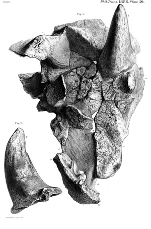 Archivo:Meiolania holotype
