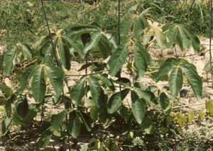 Archivo:Mongongo seedling