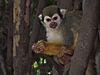 Monkey eating on a tree.JPG