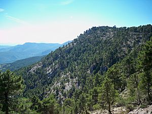 Archivo:Monte de pinos en Molinicos (Albacete)