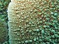 Montipora danae, pólipos