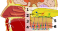 Olfactory system