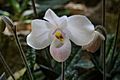 Orchidarium de Estepona (33712276416)