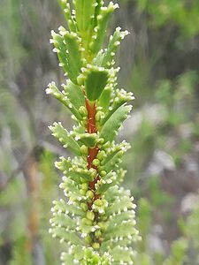 Orthosphenia mexicana 02