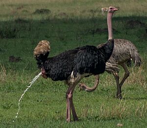 Archivo:OstrichDischarge