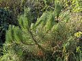 Pinus pinaster02