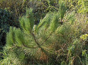 Archivo:Pinus pinaster02
