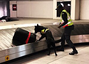 Archivo:Polizeihund Flughafen sucht Drogen (45109804352)