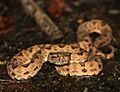 Protobothrops elegans