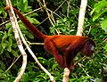 Purus Red Howler Monkey
