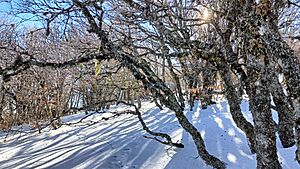 Archivo:Robledales de la Sierra de Mencilla en invierno