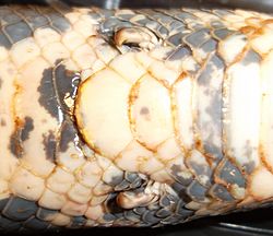 Archivo:Rudimentary hindlegs spurs in Boa constrictor snake