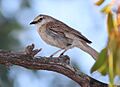 Rufous Songlark02