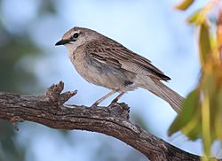 Archivo:Rufous Songlark02