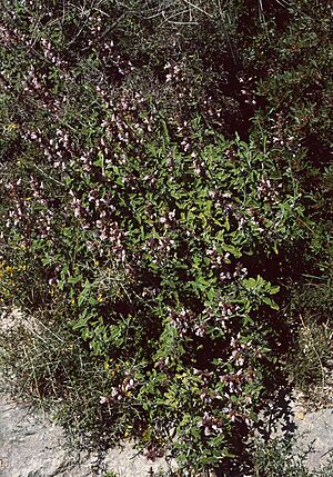 Archivo:Salvia fruticosa 3