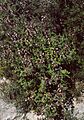 Salvia fruticosa 3